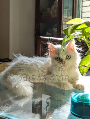 1-3 months Female Purebred Persian