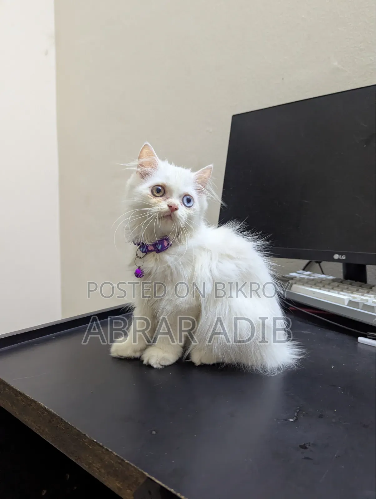1-3 months Female Purebred Persian