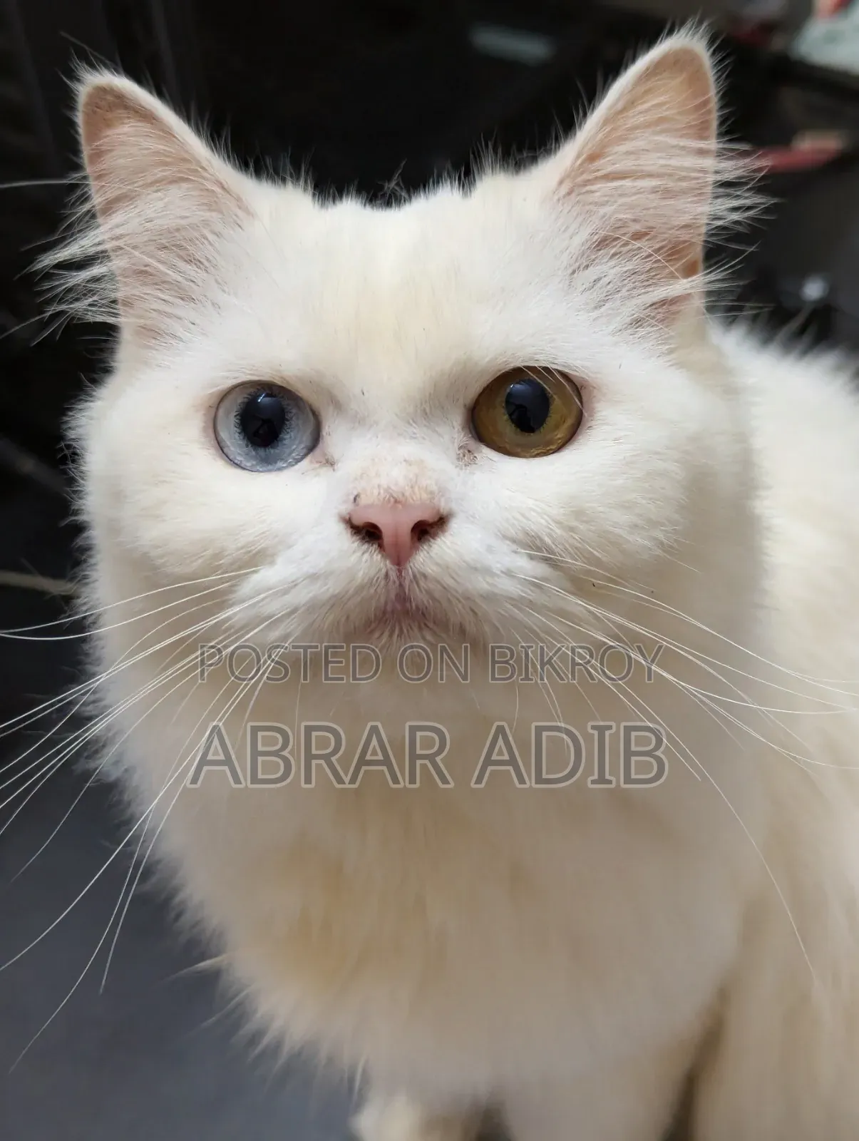1+ year Female Purebred Persian