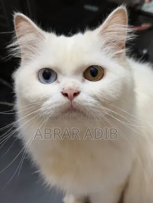 1+ year Female Purebred Persian