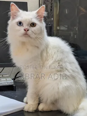 1+ year Female Purebred Persian