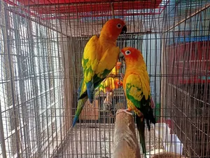 Sun Conure Breeding Pair
