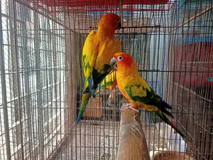 Sun Conure Breeding Pair