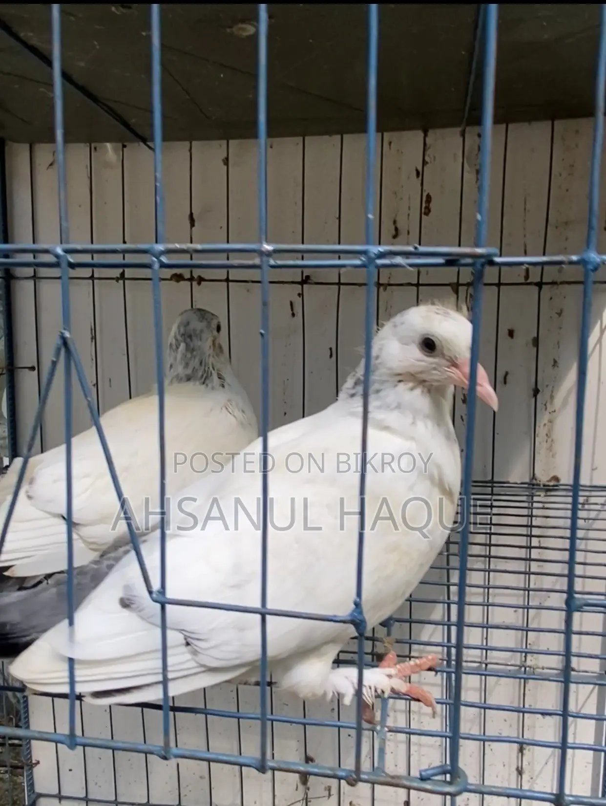 Kaldom Pigeons Pair