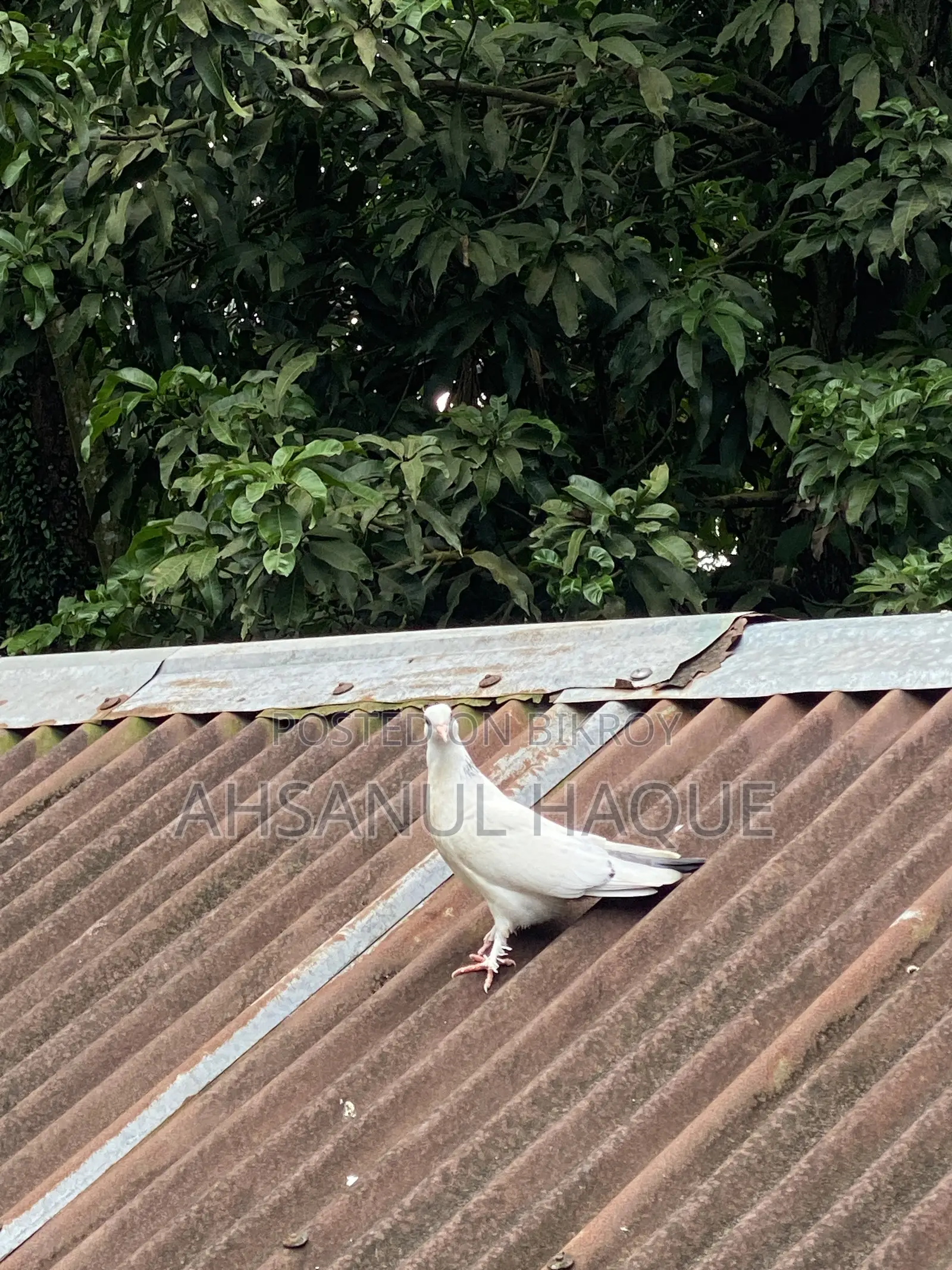Kaldom Pigeons Pair