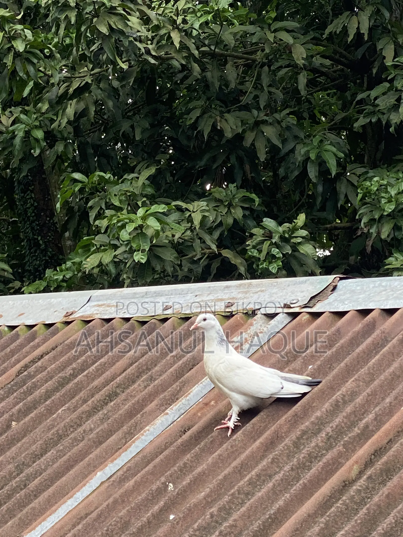 Kaldom Pigeons Pair