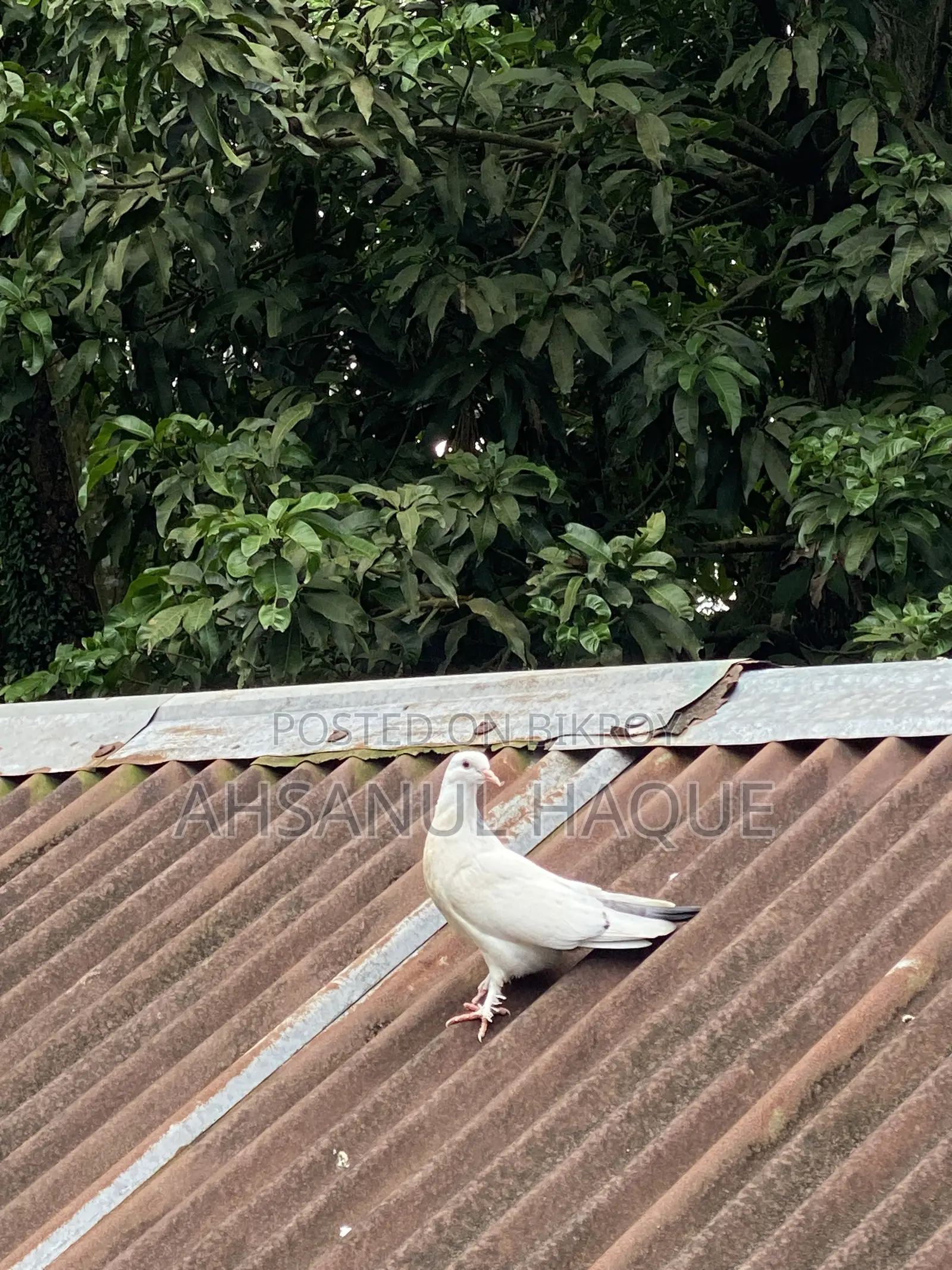 Kaldom Pigeons Pair