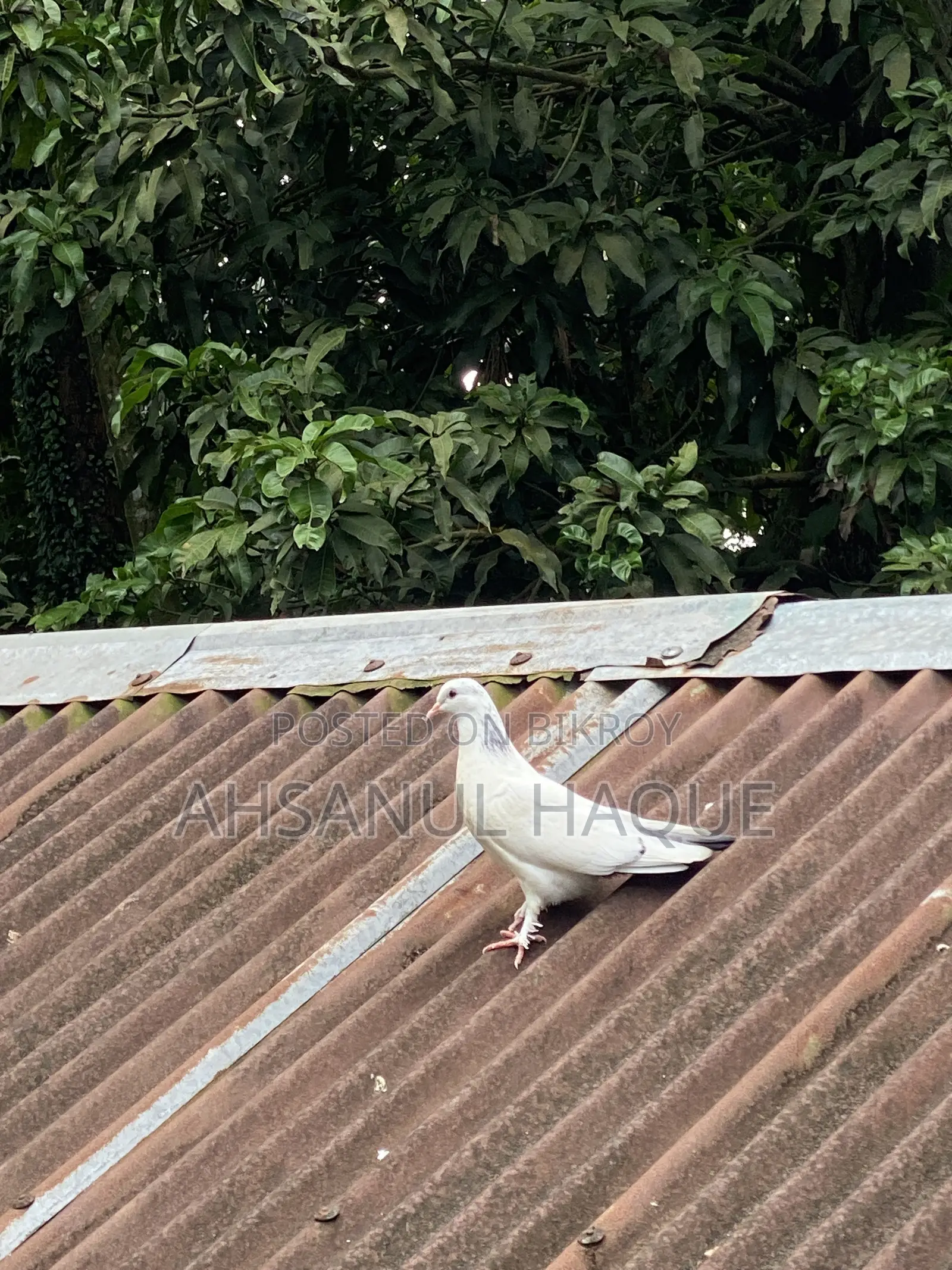 Kaldom Pigeons Pair