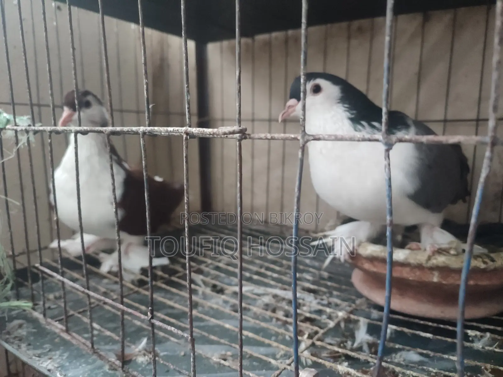 2 Pairs of Pigeons for Sale