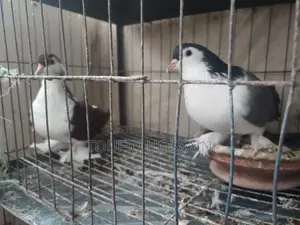 2 Pairs of Pigeons for Sale
