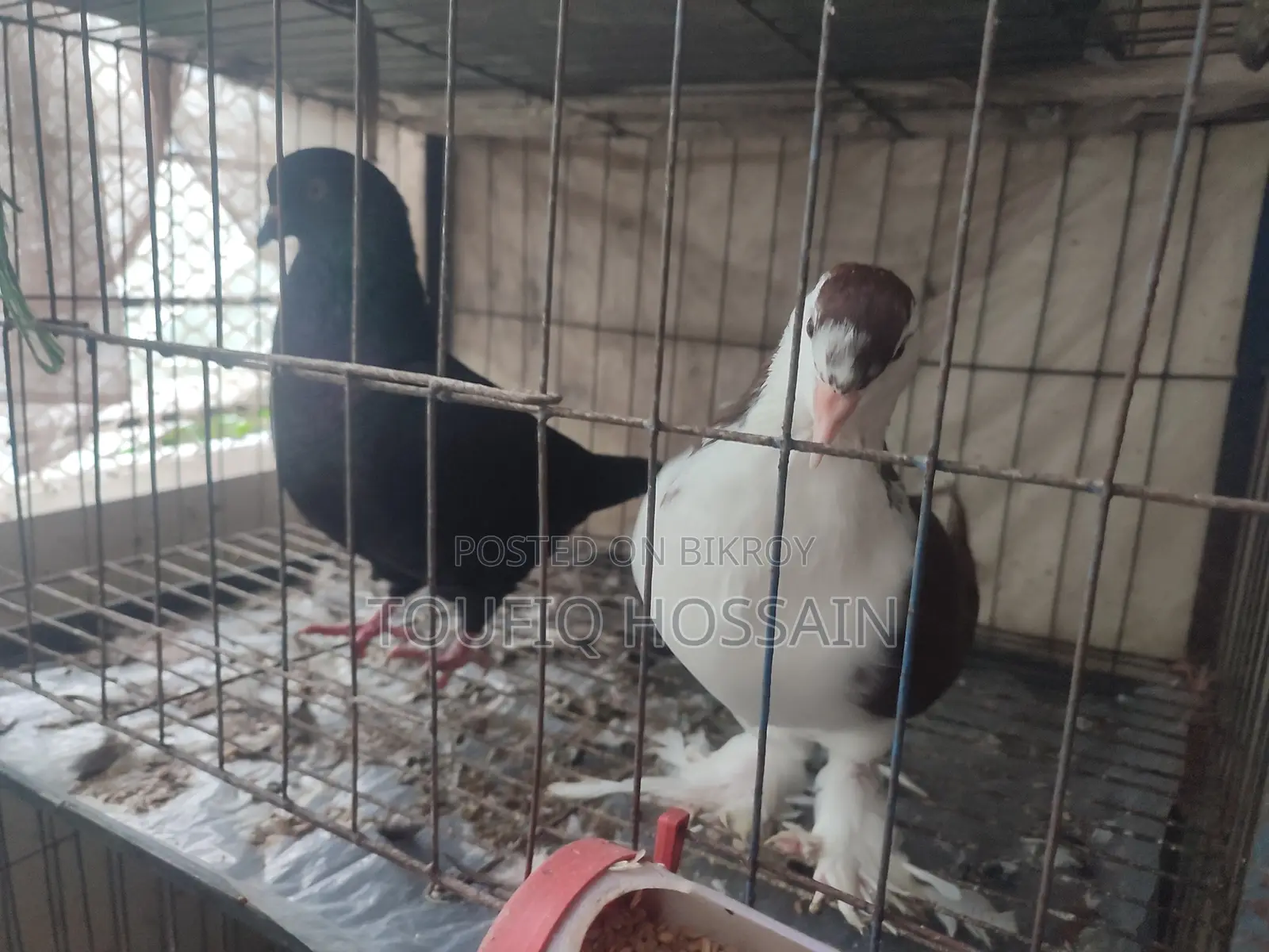 2 Pairs of Pigeons for Sale