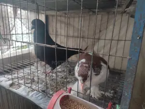 2 Pairs of Pigeons for Sale
