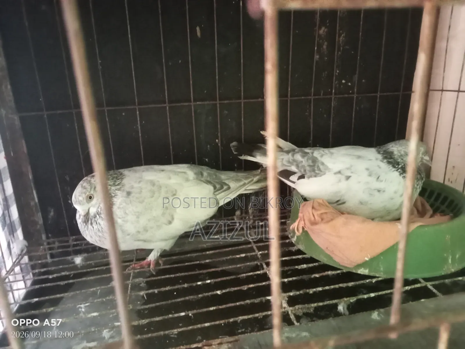 A pair of beautiful Giribaz pigeons will be sold
