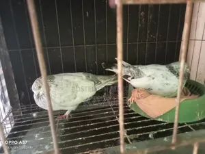 একজোড়া সুন্দর গিরিবাজ কবুতর বিক্রি করা হবে