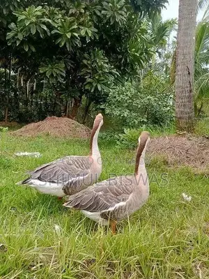 রাজহাঁস মেল ফিমেল
