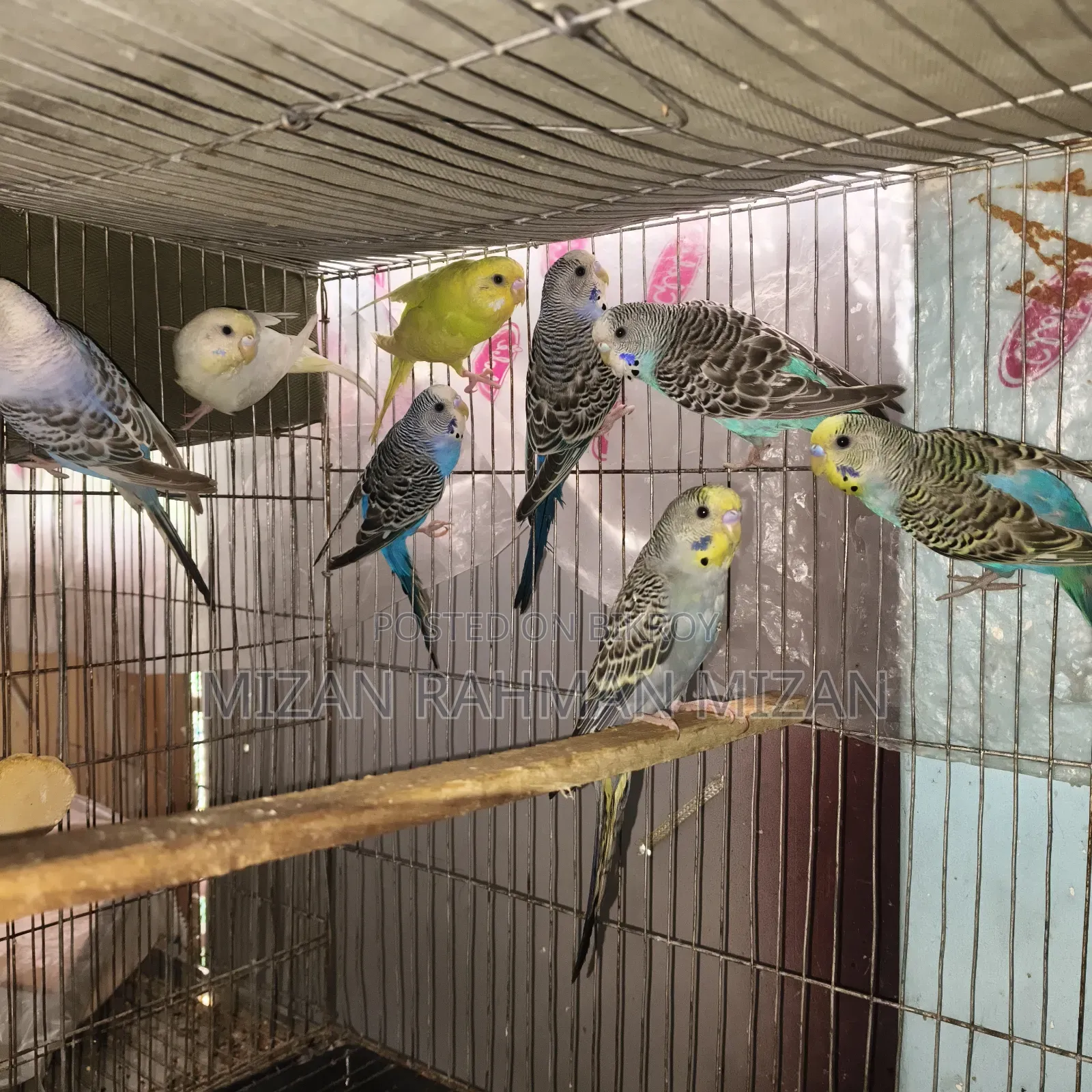 Budgerigar birds