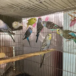 Budgerigar birds