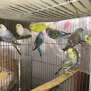 Budgerigar birds