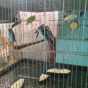 Budgerigar birds