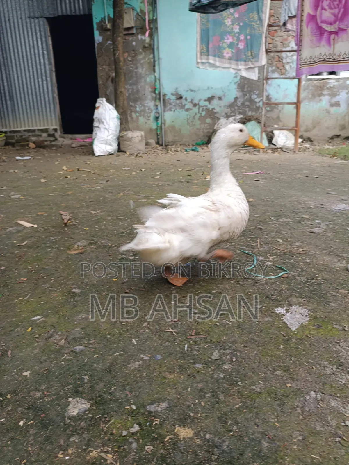 A pair of Belgium ducks