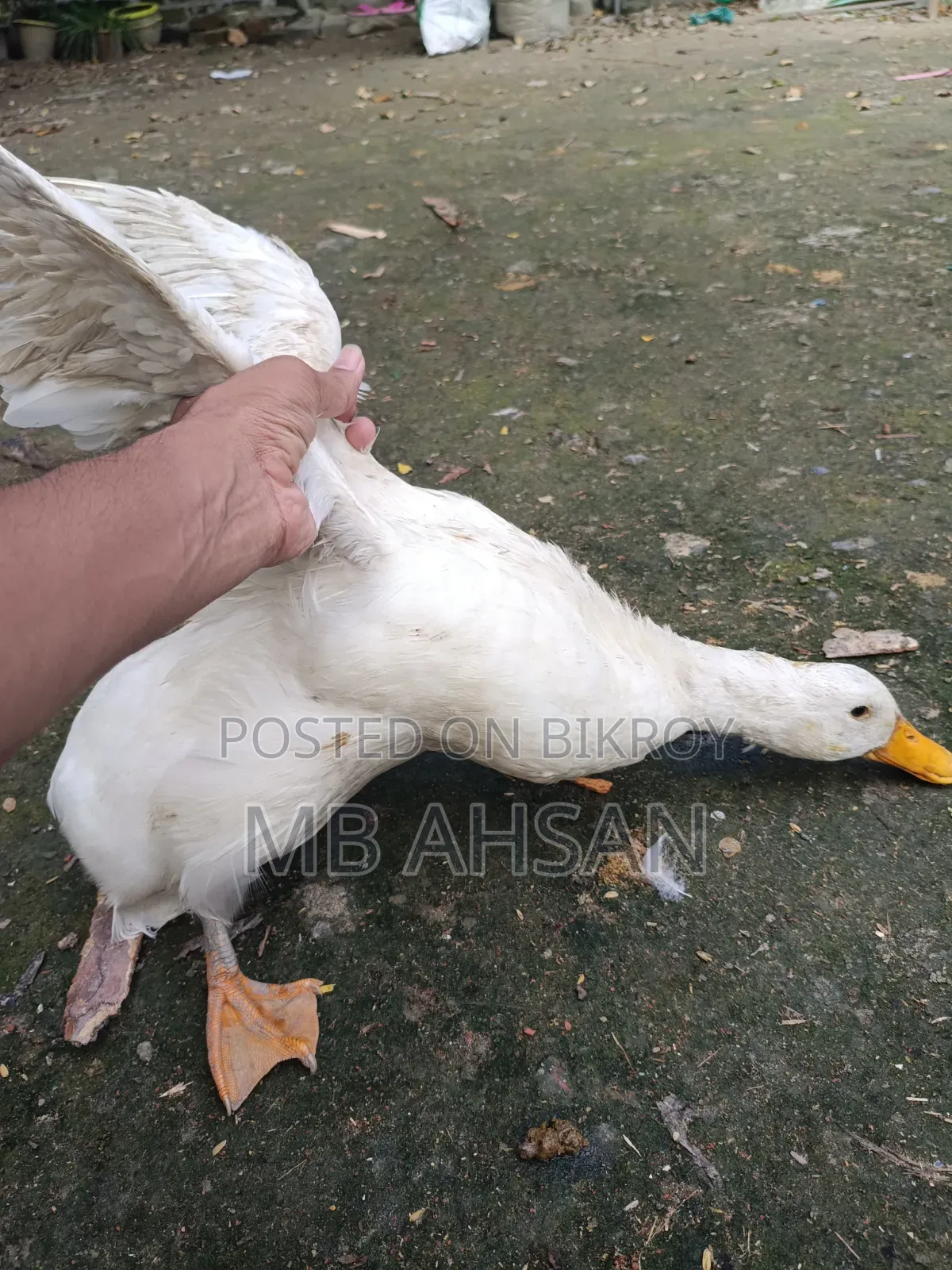 A pair of Belgium ducks