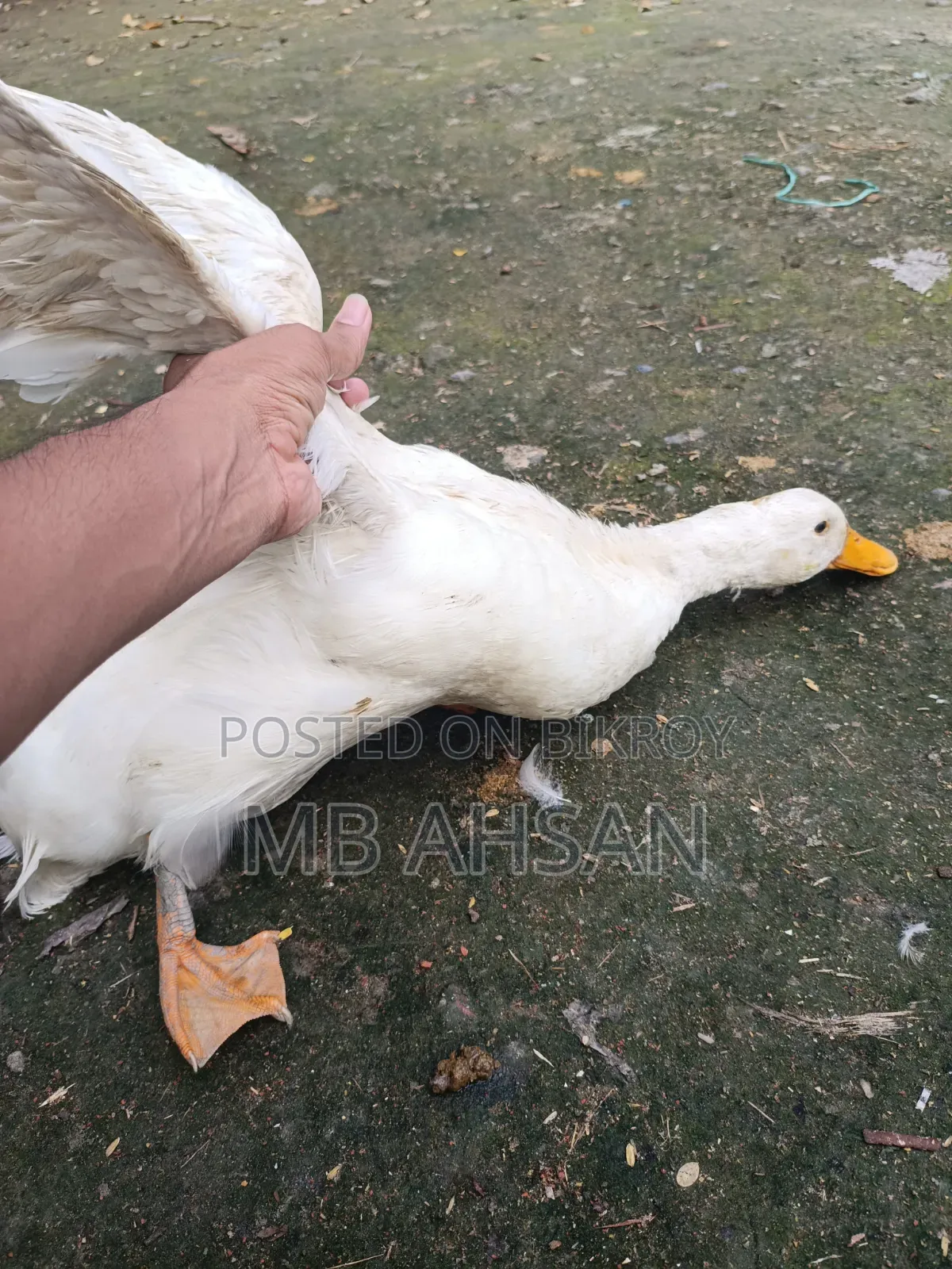 A pair of Belgium ducks