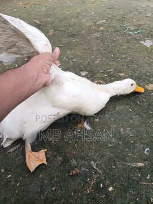 A pair of Belgium ducks