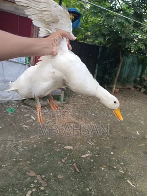 A pair of Belgium ducks