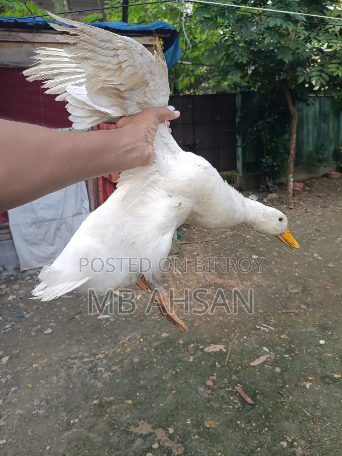 A pair of Belgium ducks