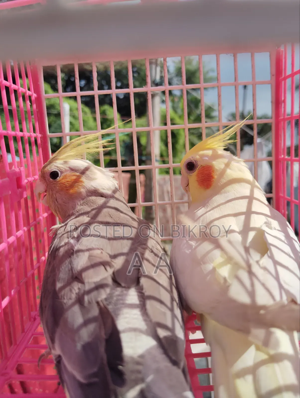 Cockatiel Bird / Cockatiel Bird