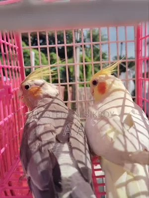 Cockatiel Bird / Cockatiel Bird