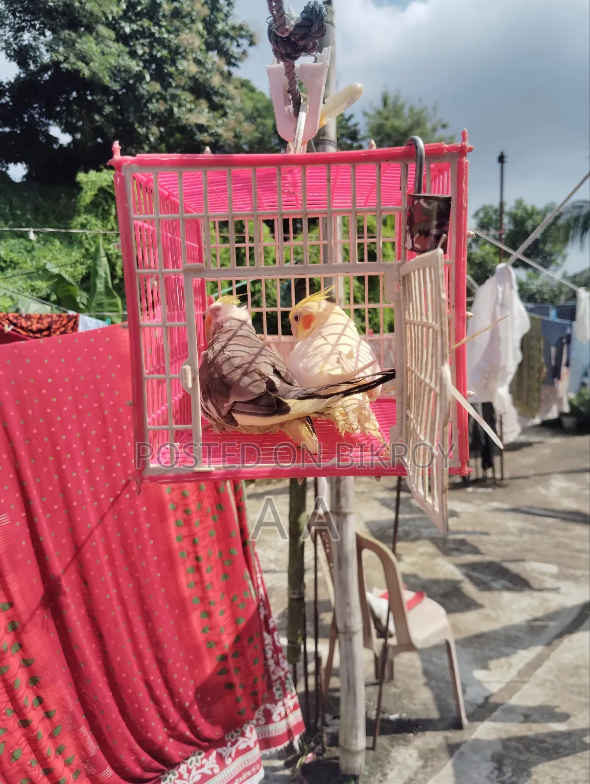 Cockatiel Bird / Cockatiel Bird