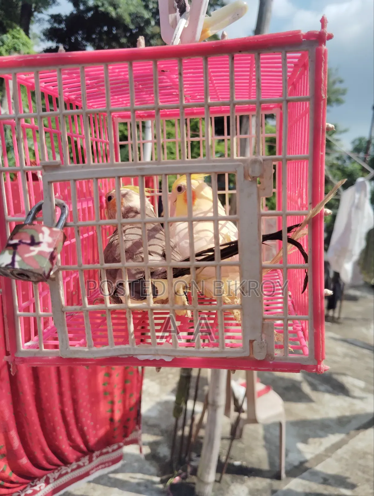 Cockatiel Bird / Cockatiel Bird