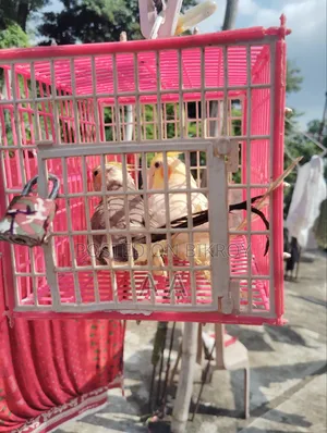 Cockatiel Bird / Cockatiel Bird
