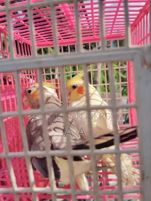 Cockatiel Bird / Cockatiel Bird