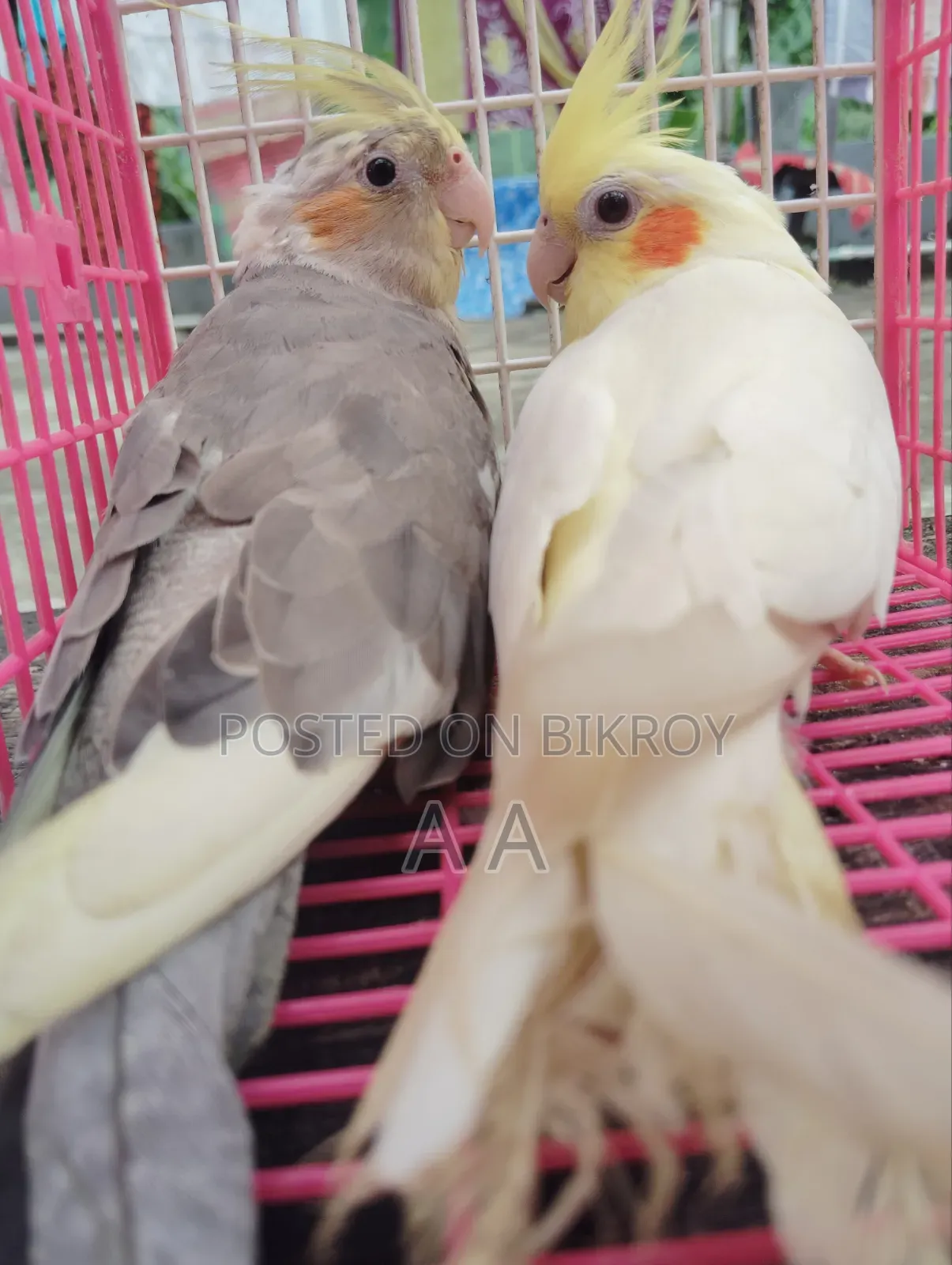 Cockatiel Bird / Cockatiel Bird