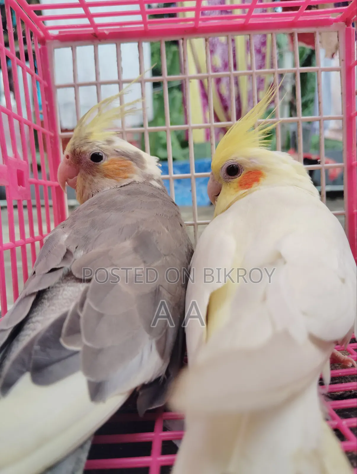Cockatiel Bird / Cockatiel Bird