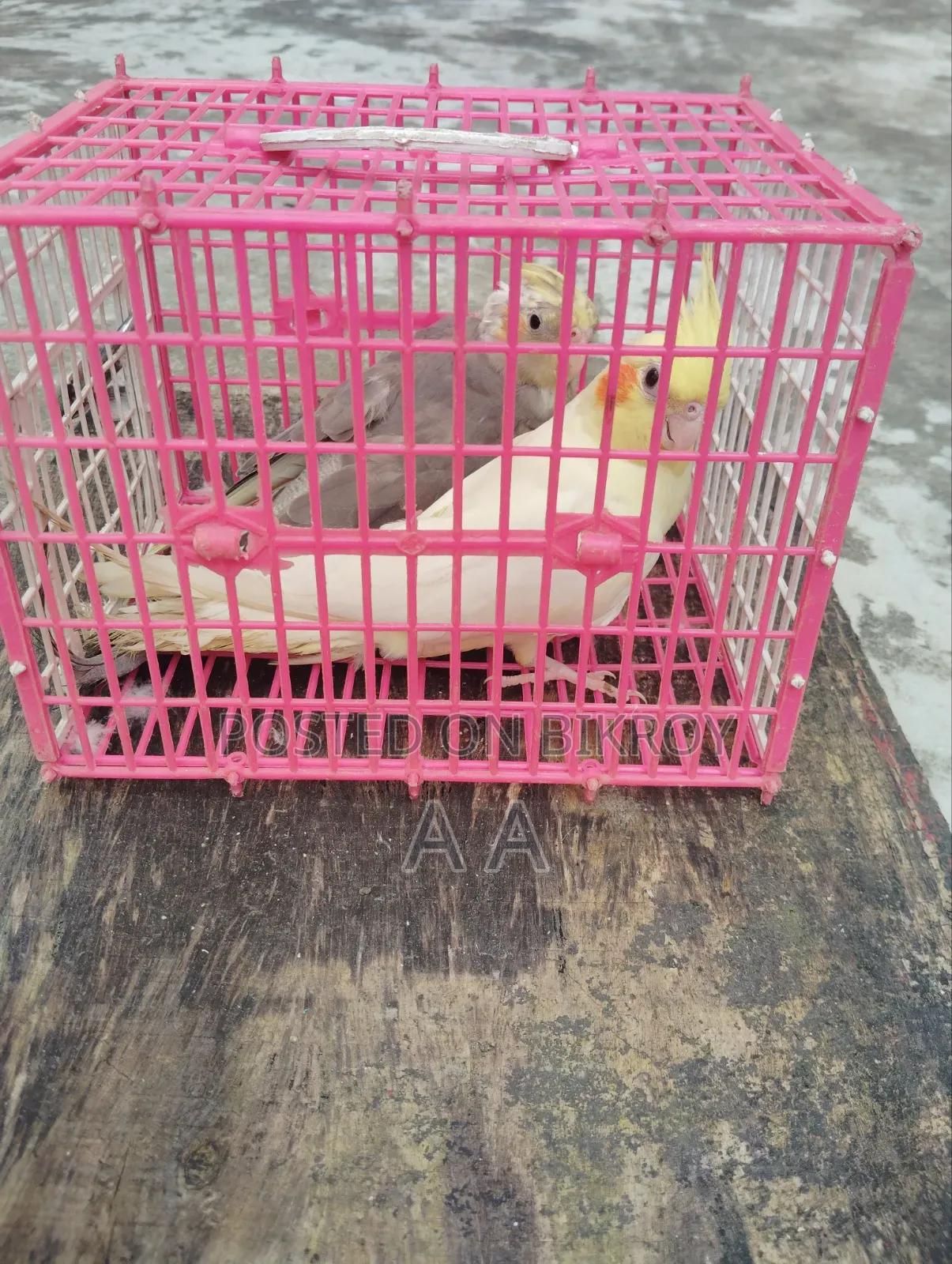 Cockatiel Bird / Cockatiel Bird