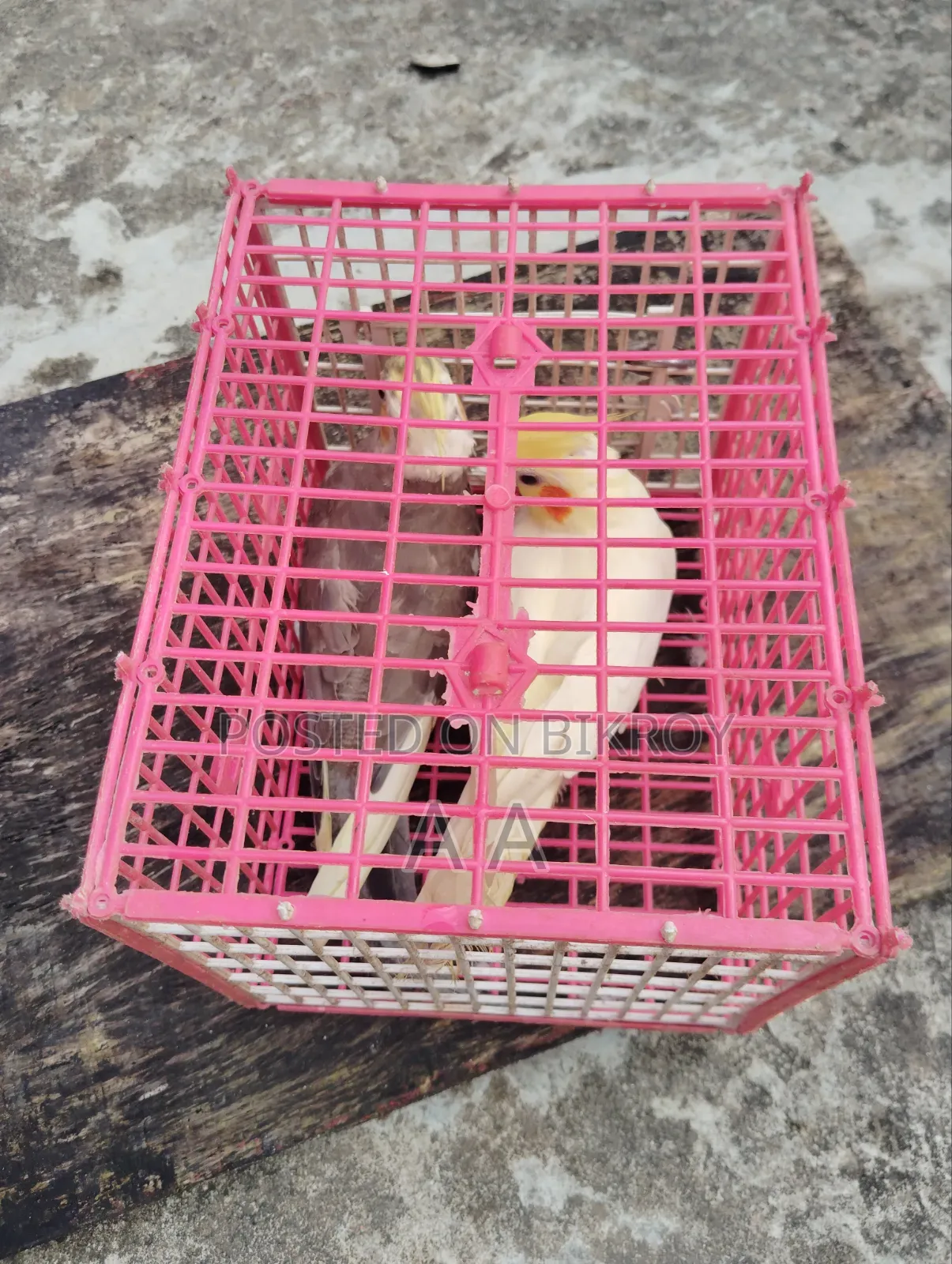 Cockatiel Bird / Cockatiel Bird