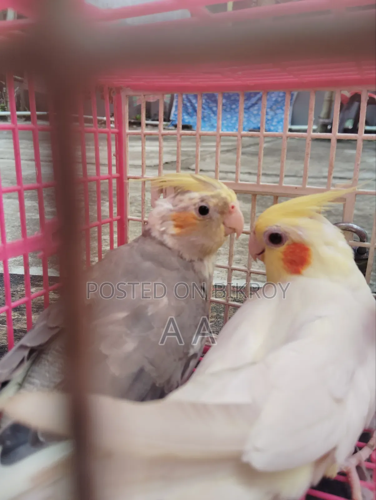 Cockatiel Bird / Cockatiel Bird