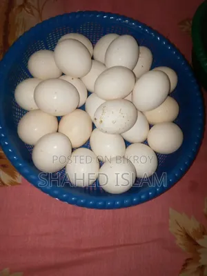 Chicken Eggs