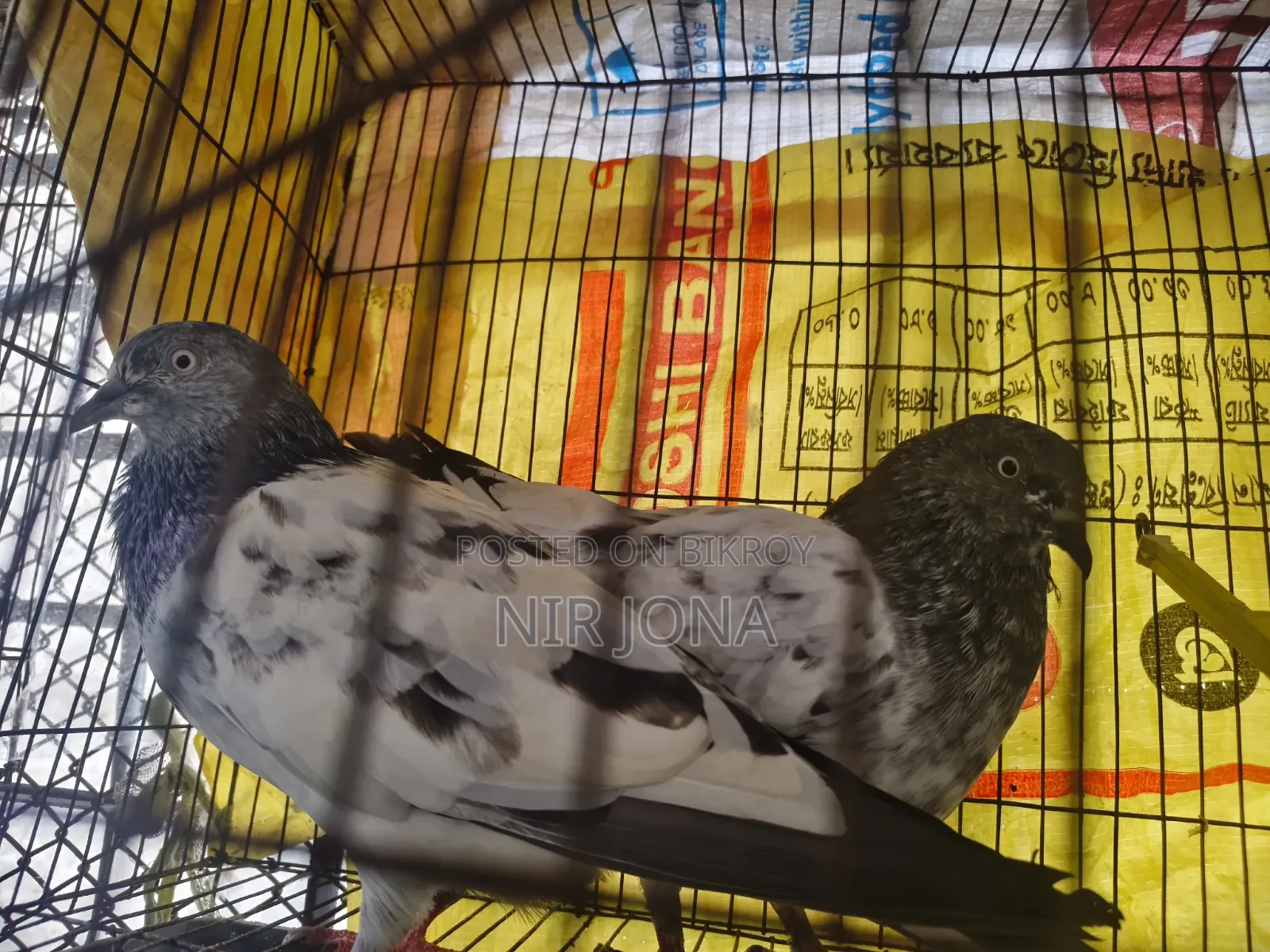 2 Pairs of Pigeons, 5 Quail Birds