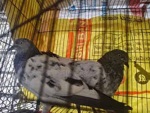 2 Pairs of Pigeons, 5 Quail Birds