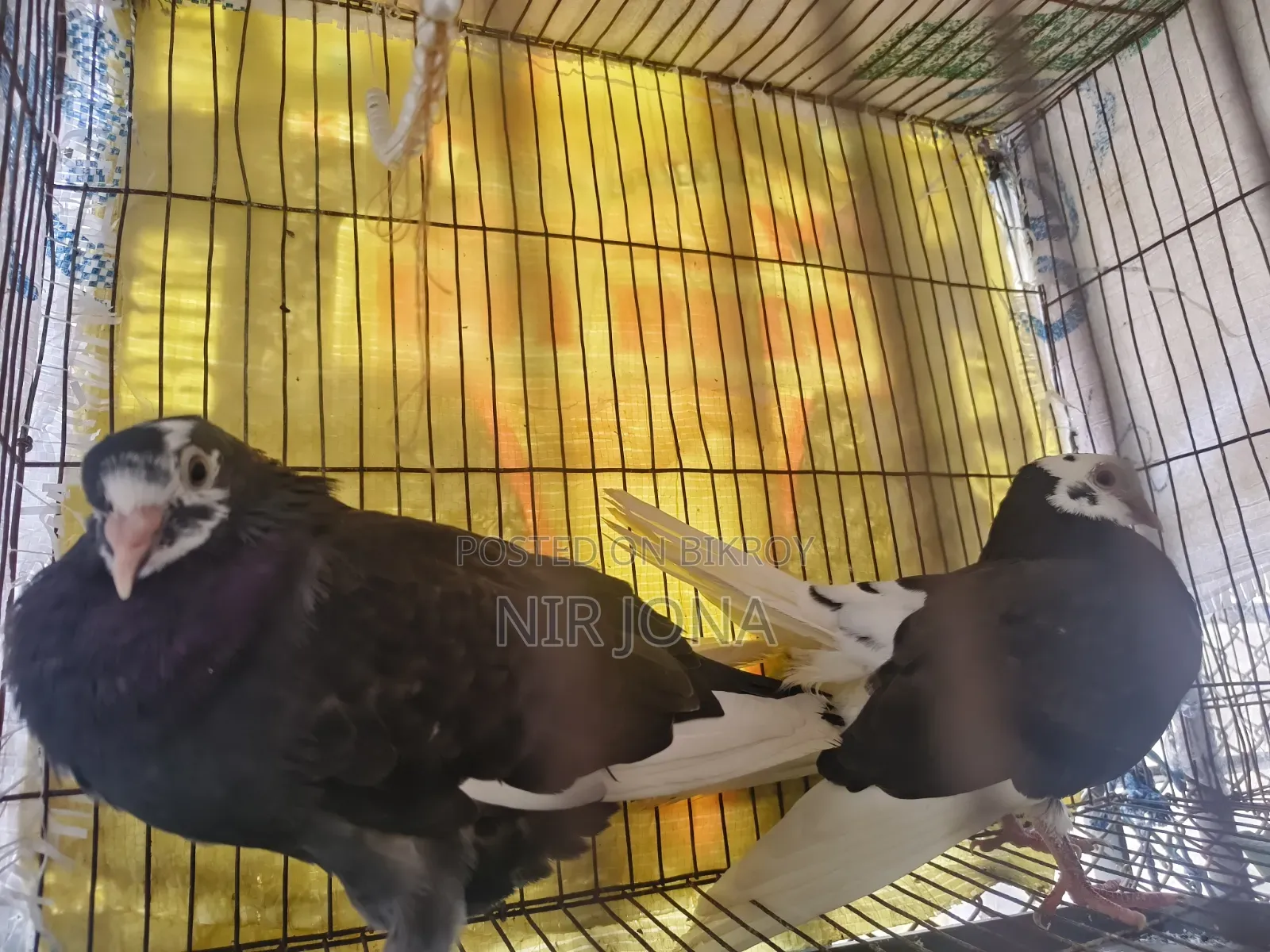 2 Pairs of Pigeons, 5 Quail Birds