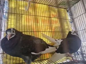 2 Pairs of Pigeons, 5 Quail Birds