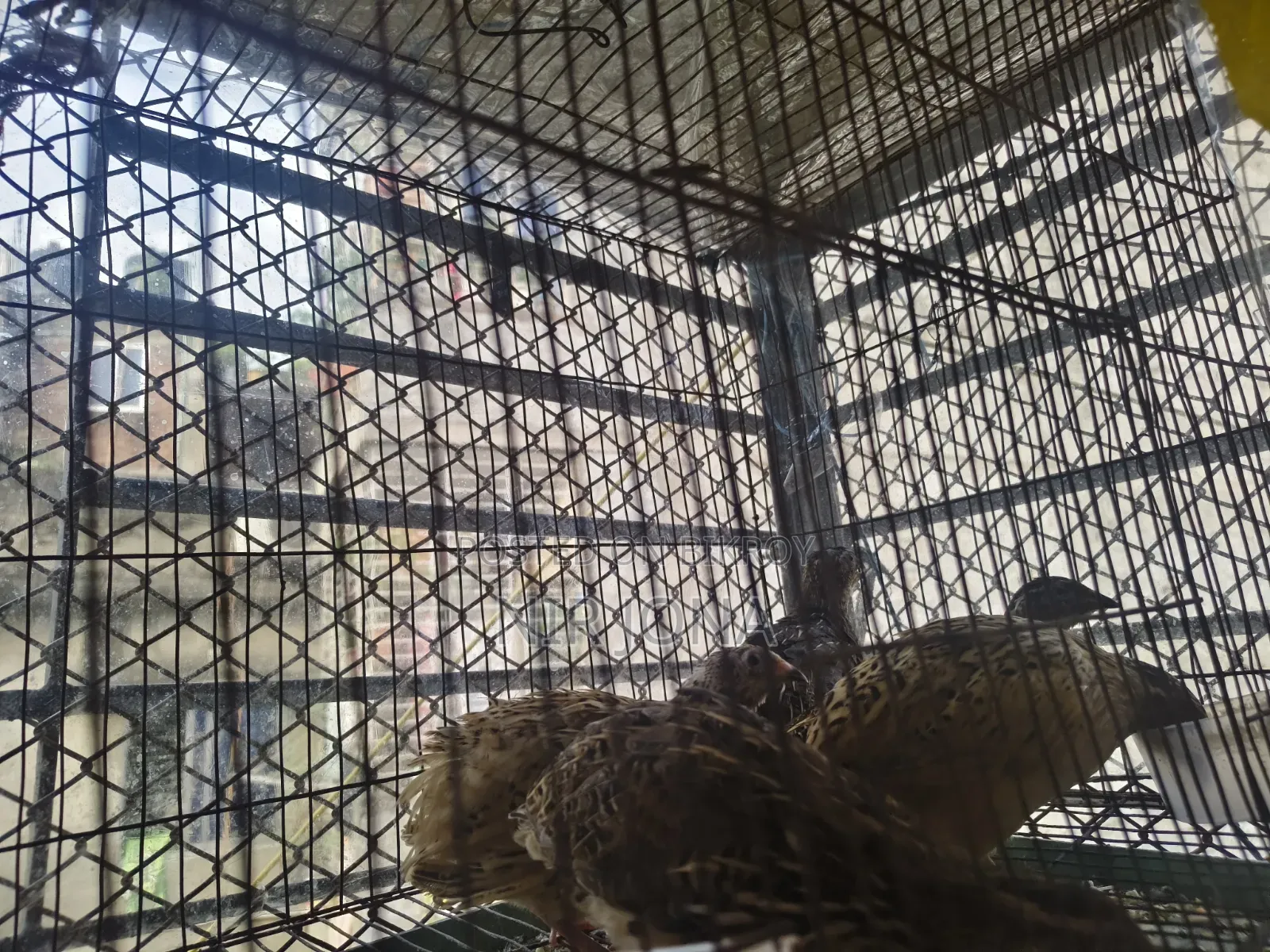 2 Pairs of Pigeons, 5 Quail Birds