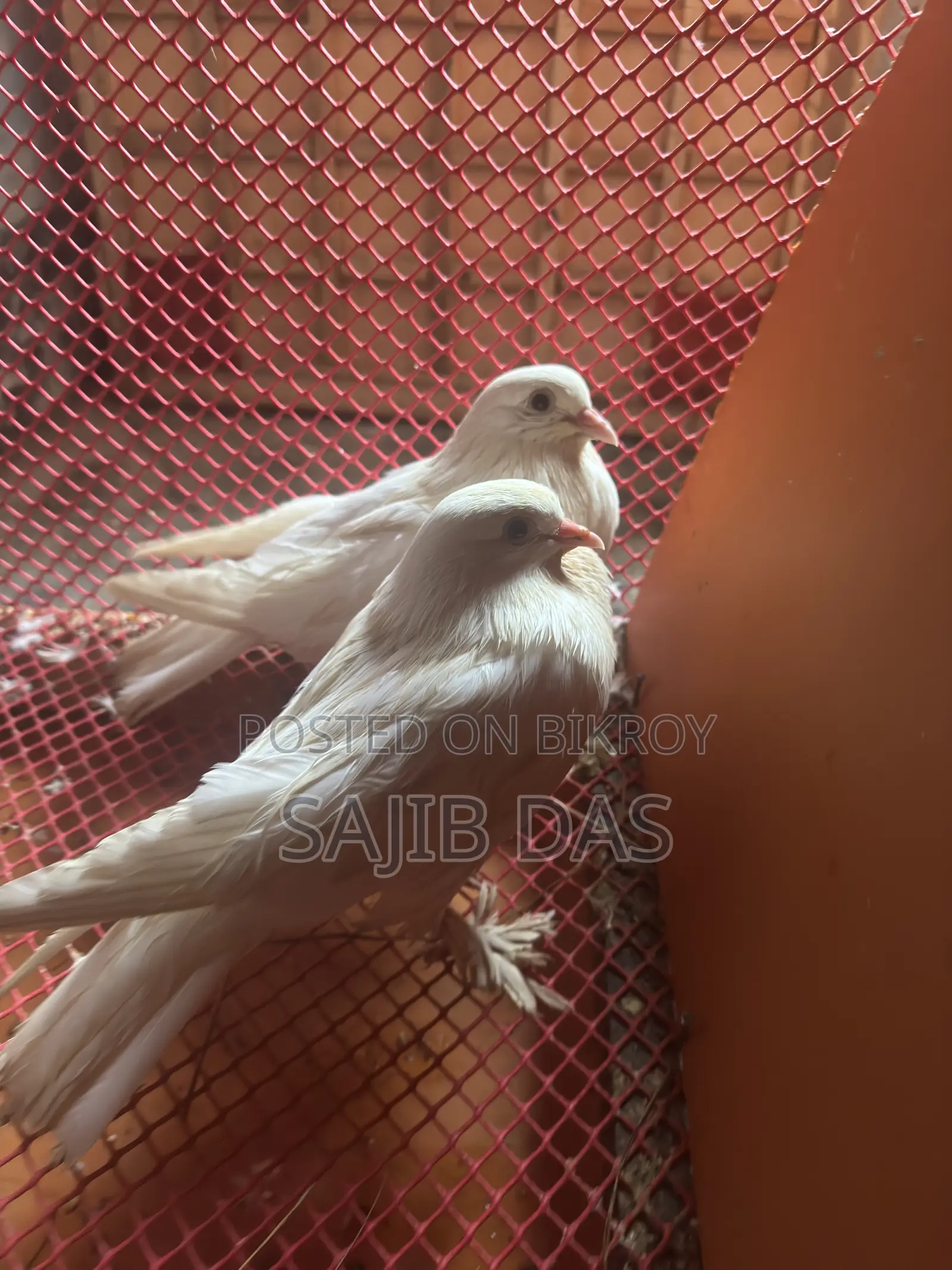 হোয়াইট মাফড লাভবার্ড জোড়া বিক্রয় হবে রানিং জোড়া