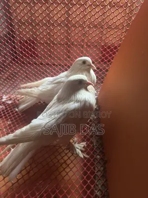 হোয়াইট মাফড লাভবার্ড জোড়া বিক্রয় হবে রানিং জোড়া