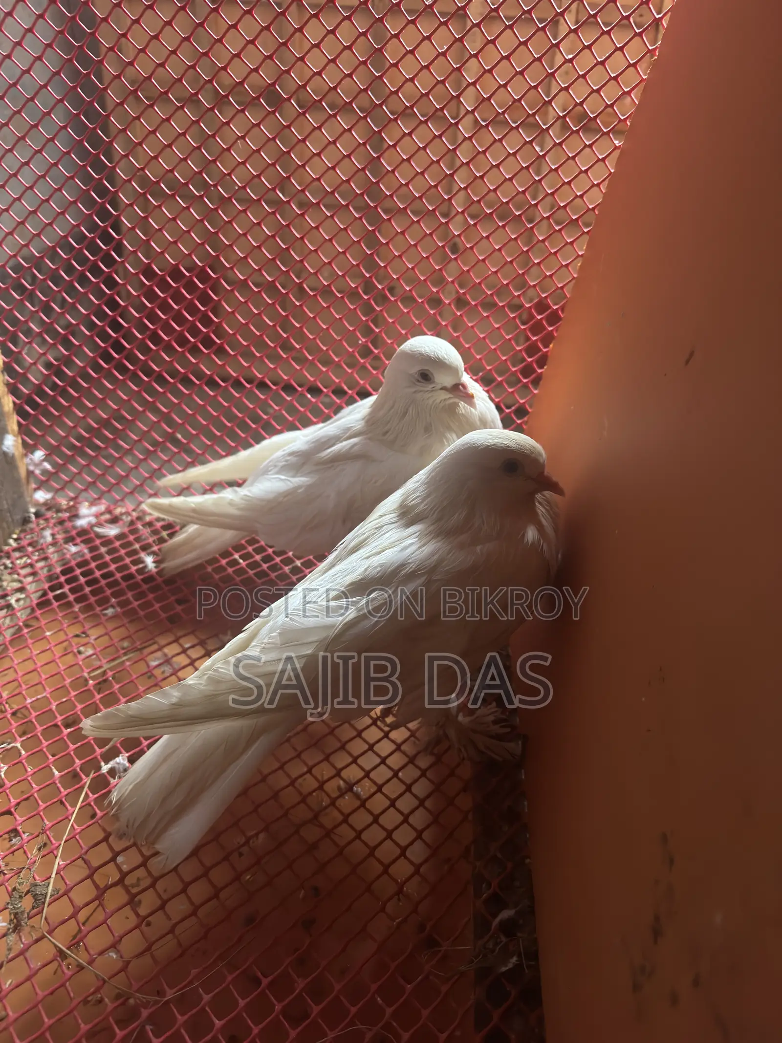 হোয়াইট মাফড লাভবার্ড জোড়া বিক্রয় হবে রানিং জোড়া