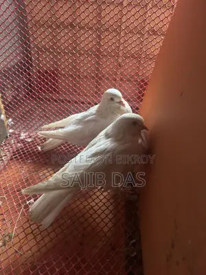 হোয়াইট মাফড লাভবার্ড জোড়া বিক্রয় হবে রানিং জোড়া